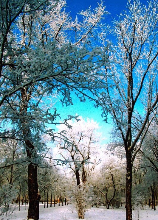 лес горы деревья зима ежедневные молитвыаа